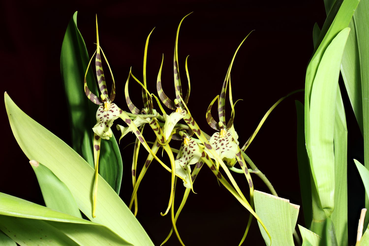 Spinnenorchidee